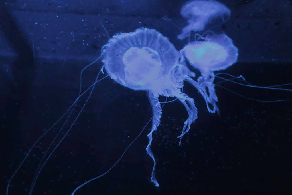 水中ダンサー２