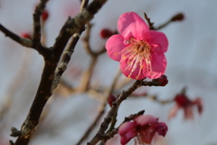 再度紅梅１