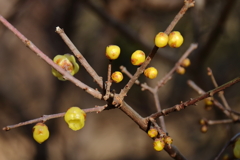 咲き進む蠟梅１