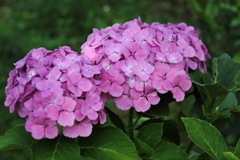 花散歩あじさいピンク３