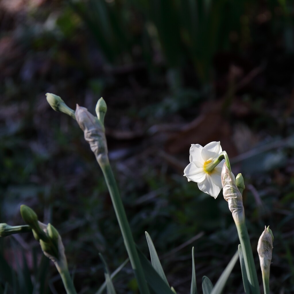 花散歩早春の顔３