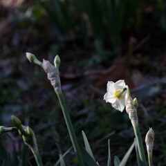 花散歩早春の顔３