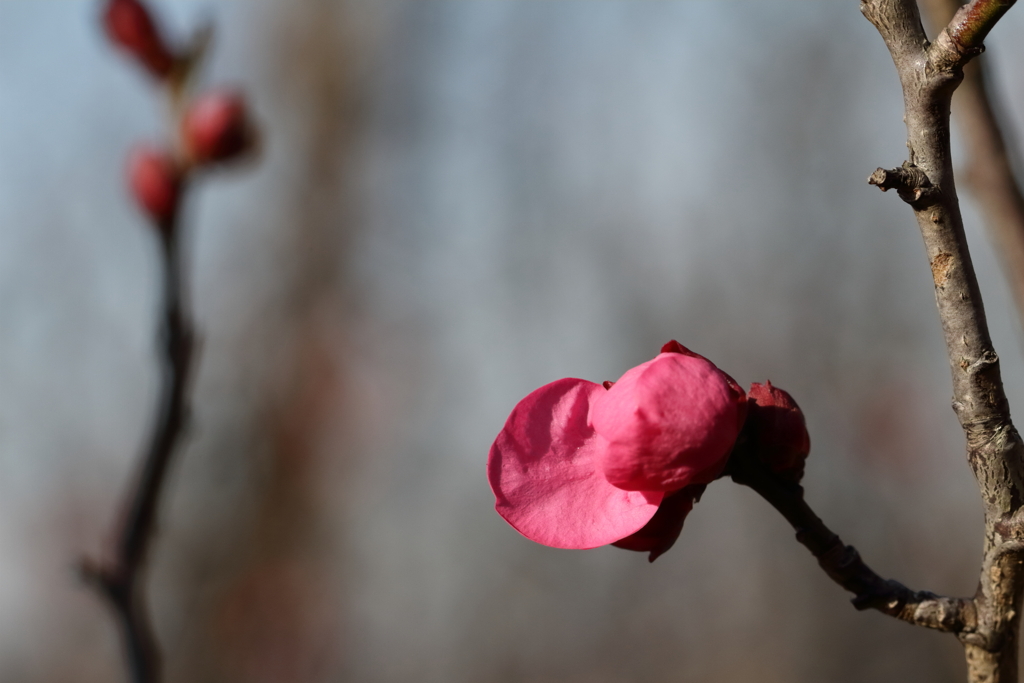 花散歩初春紅梅４