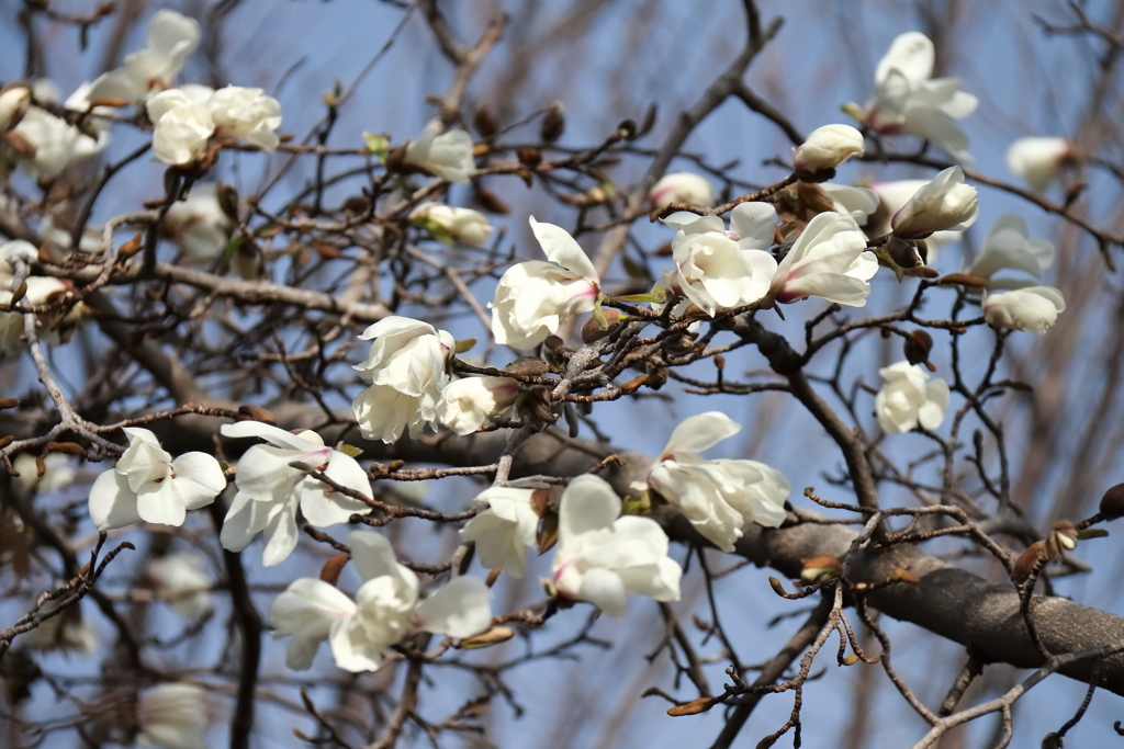 花散歩コブシ咲いた２