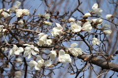 花散歩コブシ咲いた２