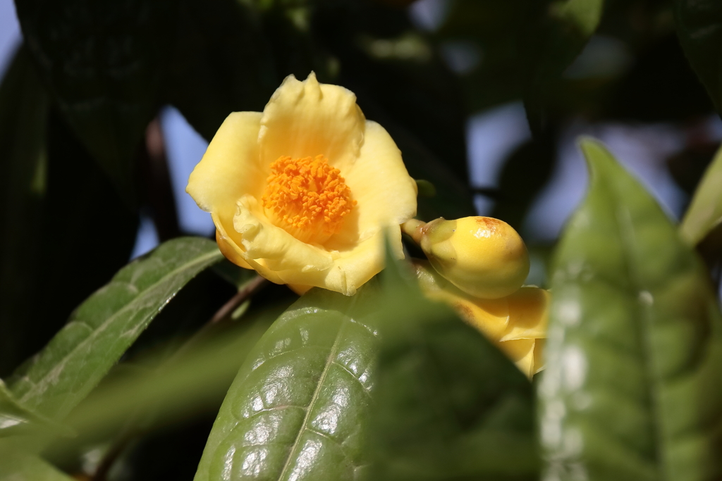 花散歩金花茶１