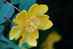 花散歩セイヨウキンシバイ２