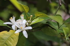 蜜柑の花咲く頃３