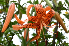 オニユリ開花１