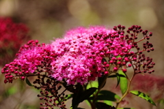 花散歩シモツケ２