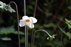 花散歩シュウメイギク1