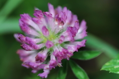 アカツメグサ１