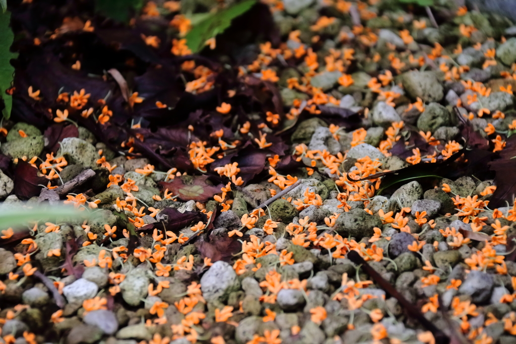 花散歩キンモクセイ散る１