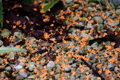花散歩キンモクセイ散る1 花散歩キンモクセイ散る1