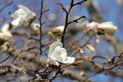花散歩コブシ3