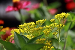 花散歩オミナエシ