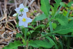 花散歩ワルナスビ