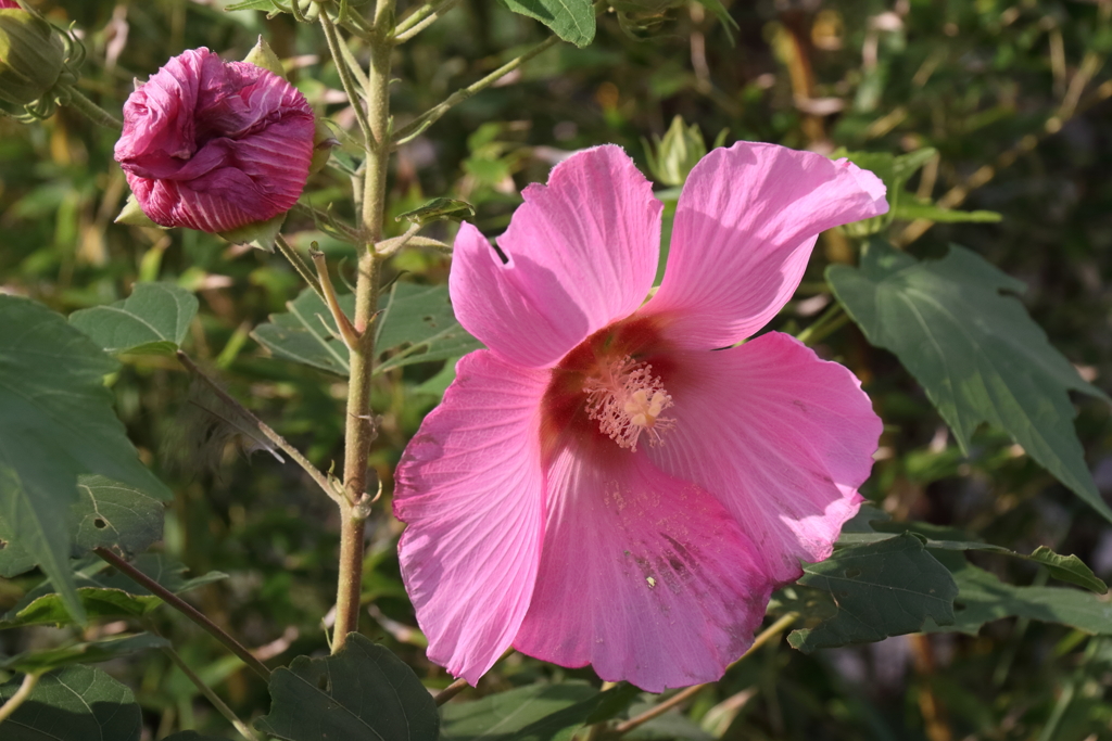 芙蓉昼下がり３