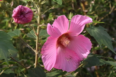 芙蓉昼下がり３