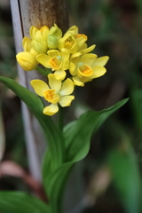 花散歩キンラン１