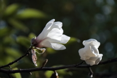 花散歩コブシ6