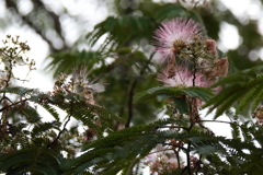 花散歩合歓2