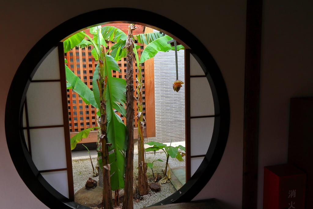 円窓にバナナの花