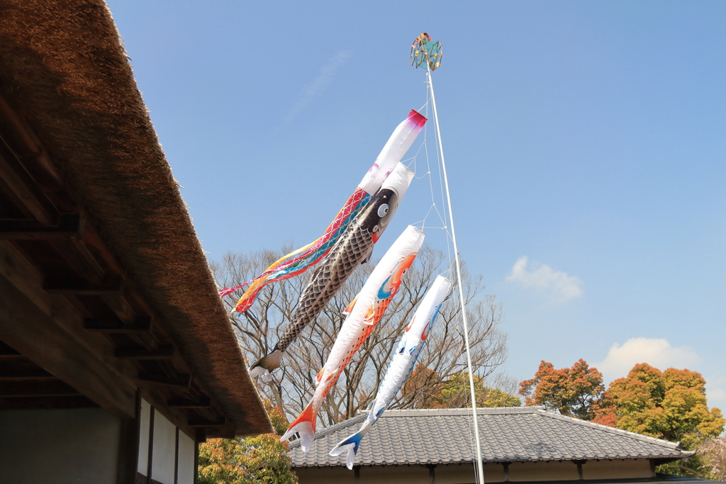 早くも鯉のぼり１