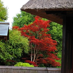 母屋の向こうに