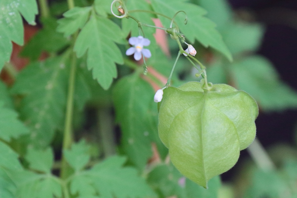 風船カズラの花と実