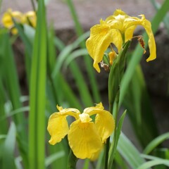 花散歩キショウブ２