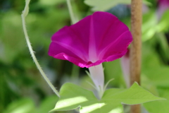 猛暑に頑張る２