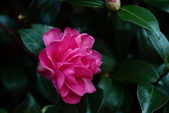 花散歩山茶花１