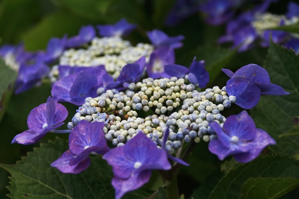 旬の花紫陽花6