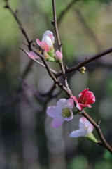 咲き始めた木瓜