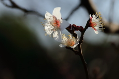 白梅ほころぶ頃１