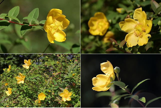 里山散歩キンシバイ