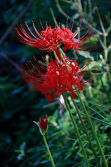 花散歩彼岸花開花４