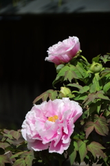 牡丹咲き競う６