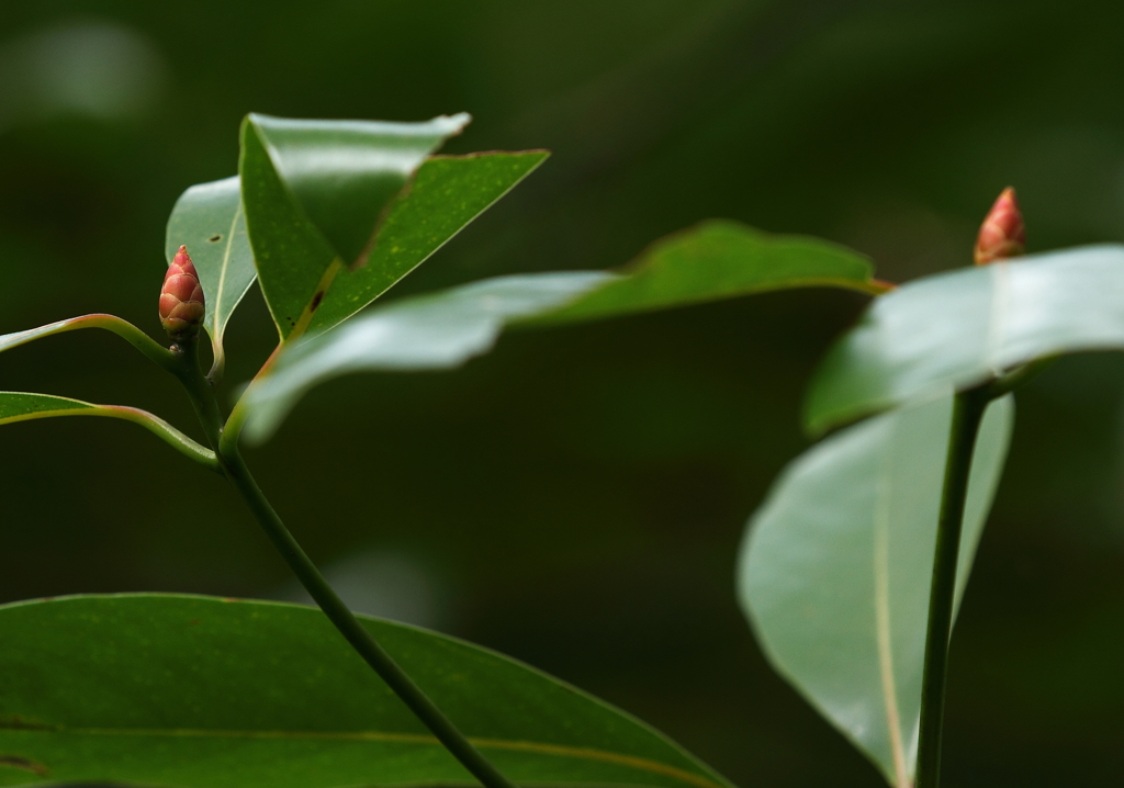 里山に芽吹く２