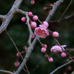 花散歩枝垂れ梅1