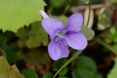 すみれを見つけた２