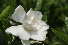 初夏の色彩　クチナシ