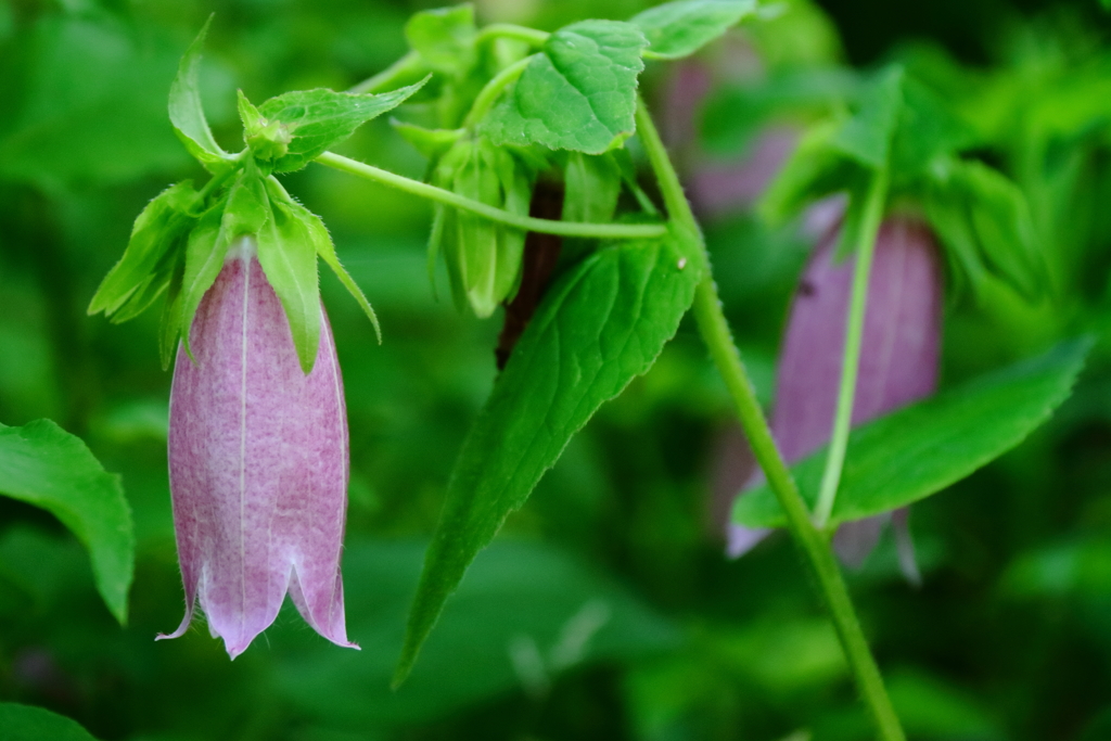 花散歩ホタルブクロ紫