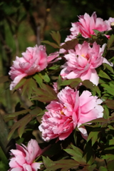 花散歩牡丹１