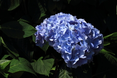 青あじさい４