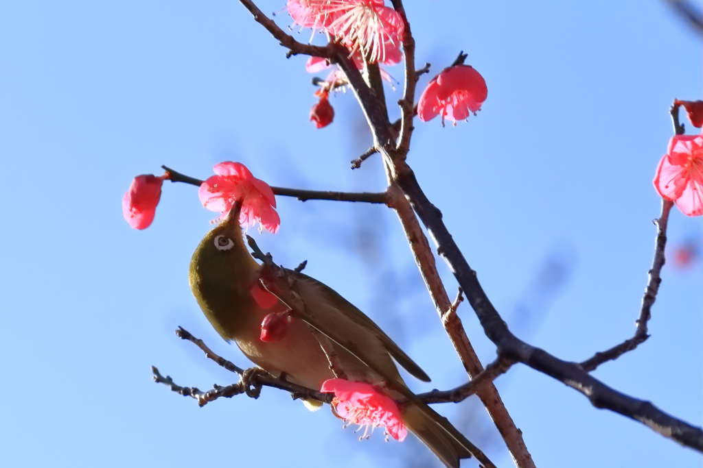 紅梅にメジロ１