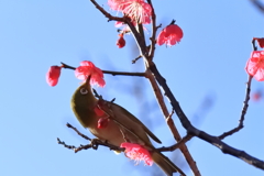 紅梅にメジロ１