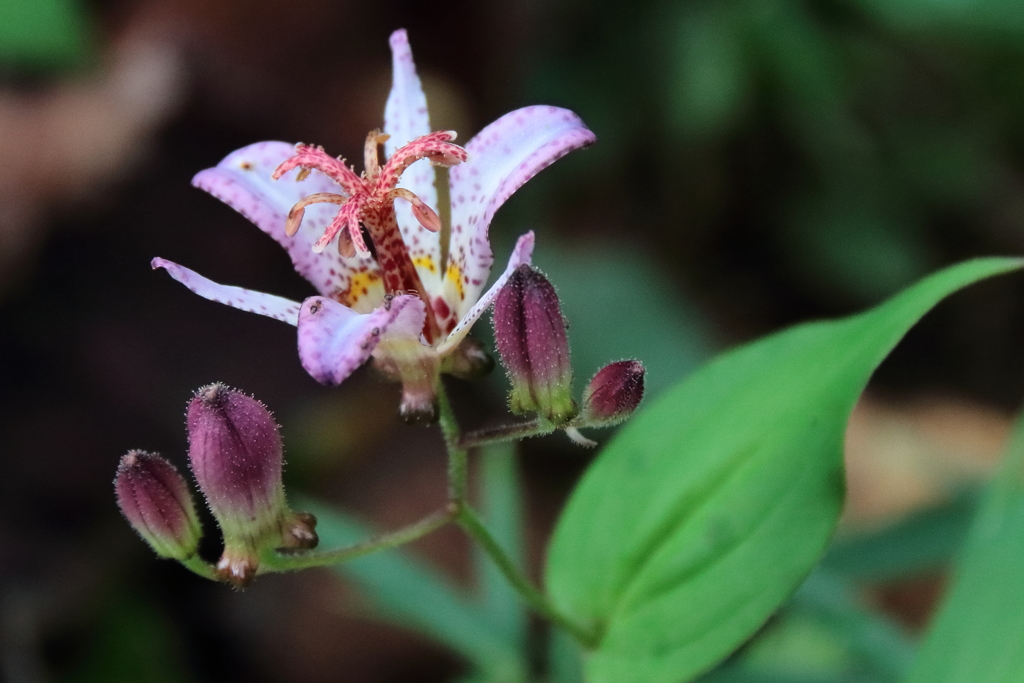 花散歩タイワンホトトギス２