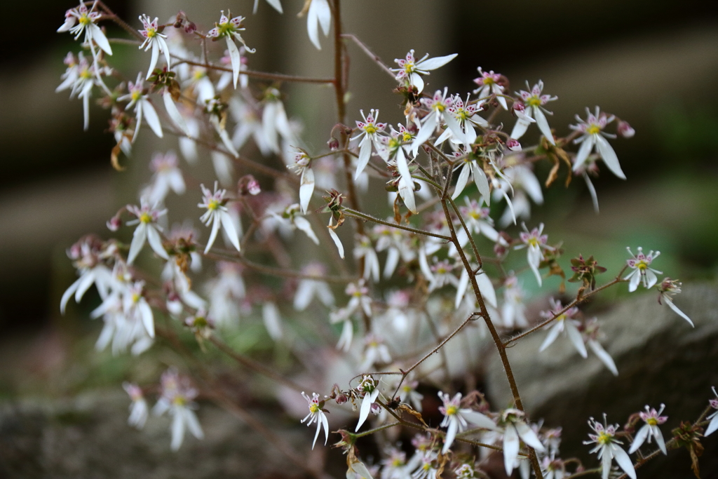 久しぶりに見たユキノシタ